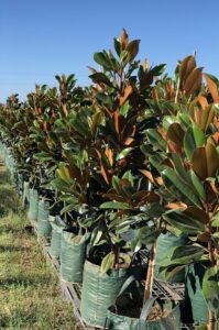Magnolia "Coolwyn Gloss"