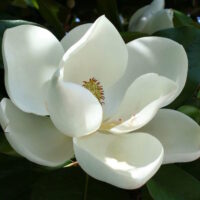 A close-up of a white magnolia flower in bloom.