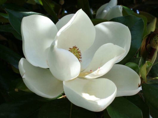 A close-up of a white magnolia flower in bloom.