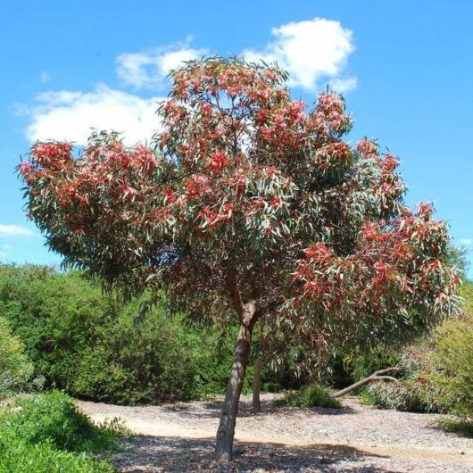 Eucalyptus 'Coral Gum'