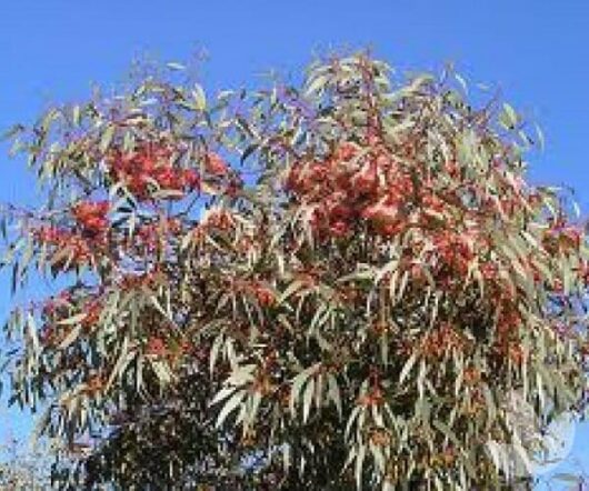 Eucalyptus 'Coral Gum'