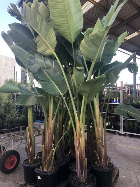A group of potted banana plants and a stunning Strelitzia 'Giant Bird of Paradise' 12" Pot are displayed under a metal awning in a garden center.