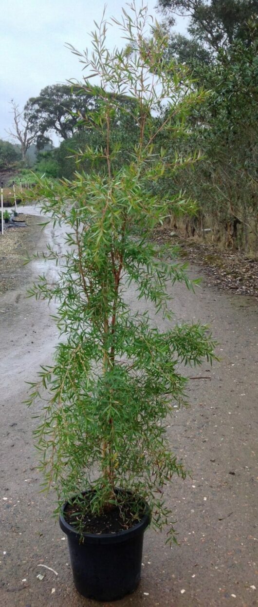Leptospermum 'Lemon Scented' Tea Tree 12" Pot