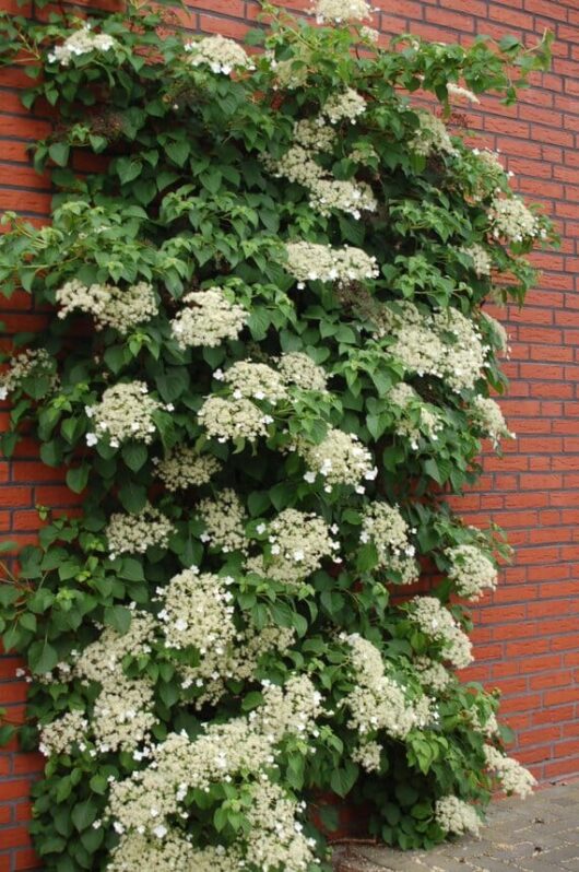 Hydrangea 'Climbing Hydrangea' 6" Pot with white flowers on a red brick wall.