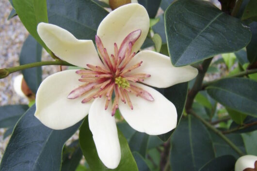 Magnolia "White Caviar"