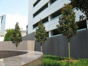 Magnolia "Alta"