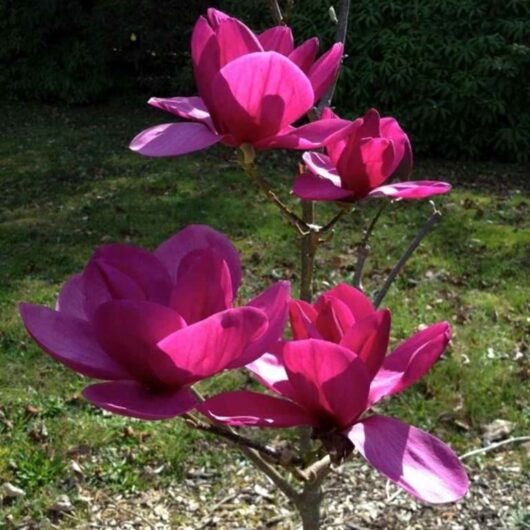 Magnolia "Royal Purple"