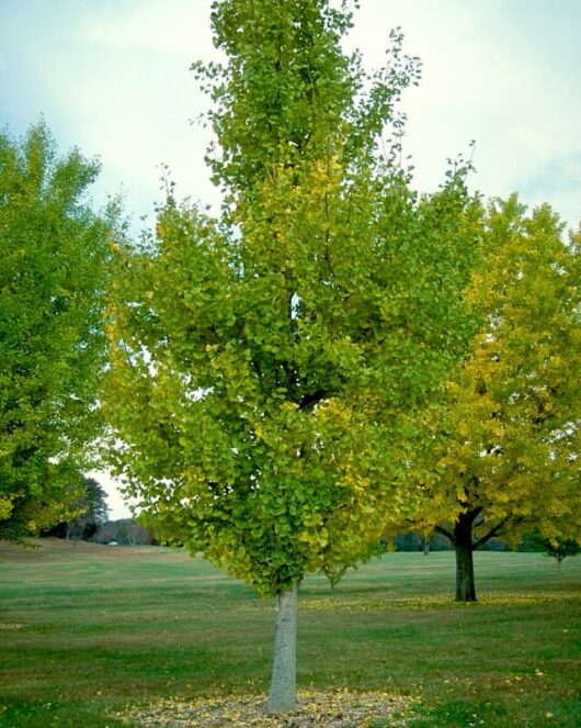 A young Ginkgo 'Princeton Sentry' 16" Pot tree with green leaves transitioning to yellow in an open grassy field, signifying the onset of autumn.