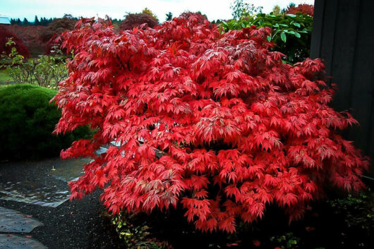 Japanese Maple "Oregon Sunset"