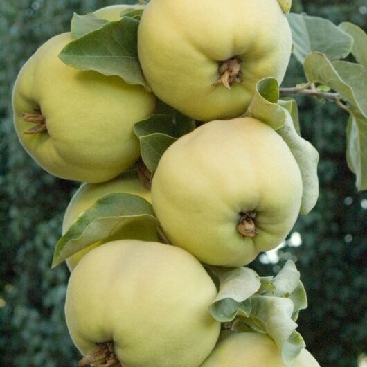 Cydonia "Pineapple Quince"