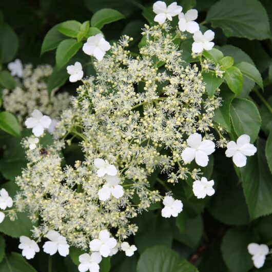 Hydrangea "Climbing Hydrangea"