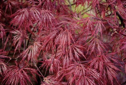 Japanese Maple "Octopus"