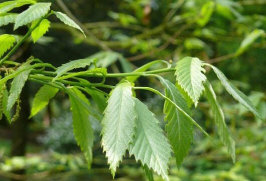 Quercus "Sawtooth Oak"