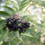 Sambucus "Elderberry"