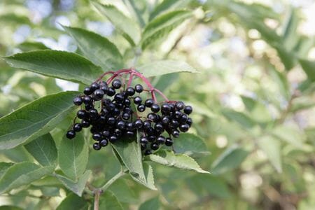 Sambucus "Elderberry"