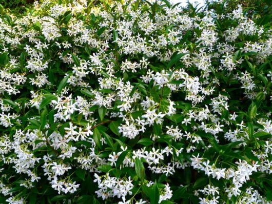 Chinese Star Jasmine