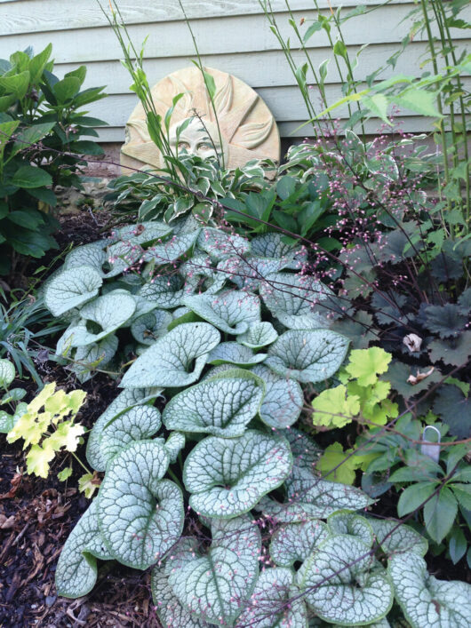 A garden bed, featuring various plants including the captivating Brunnera 'Sea Heart' 6" Pot, and a decorative sun face plaque on the fence.