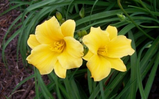 Two yellow Hemerocallis 'Stella de Oro' Daylily 6" Pot daylilies in bloom with green foliage in the background.