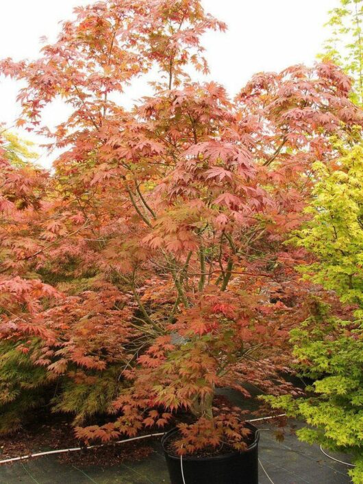 Acer "Ariadne"