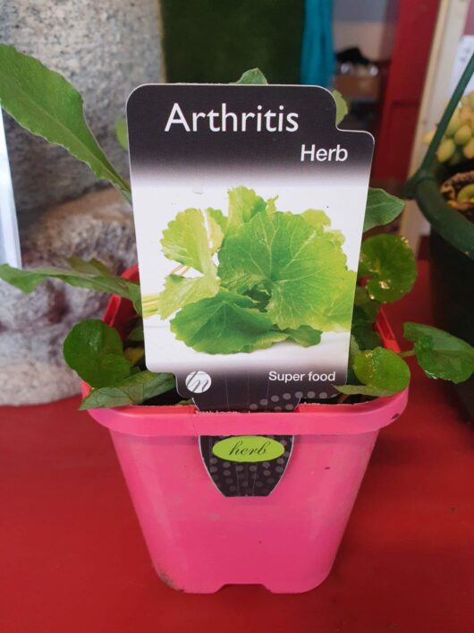 A Arthritis Herb 4" Pot labeled as an "arthritis herb" in a 4" pot, displayed for sale.