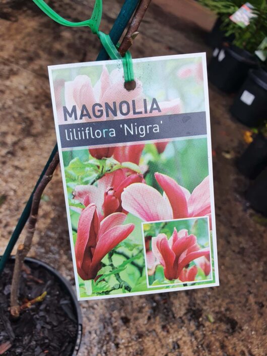 A label hanging on a Magnolia 'Nigra' 6" Pot shows the name "Magnolia liliiflora 'Nigra'" with images of its pink flowers.