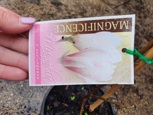 A hand holding a wet, upside-down plant label for Magnolia 'Soulangeana' 6" Pot with a small ant on it, against a background of soil and plant stems.