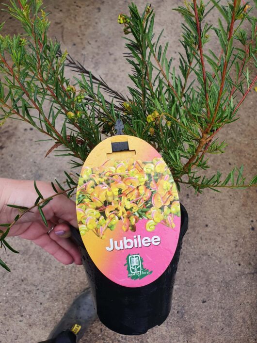 A hand holding a potted Grevillea 'Hills Jubilee' 6" Pot with a colorful label, featuring a yellow flower image, against a concrete background.