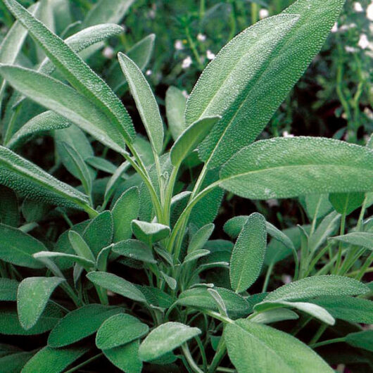 Salvia 'Broadleaf Sage' plant with oblong green leaves.