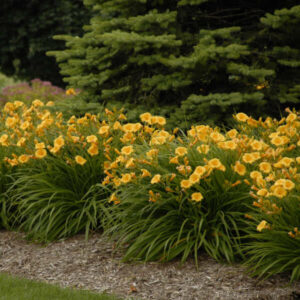 Daylily "Stella de Oro"