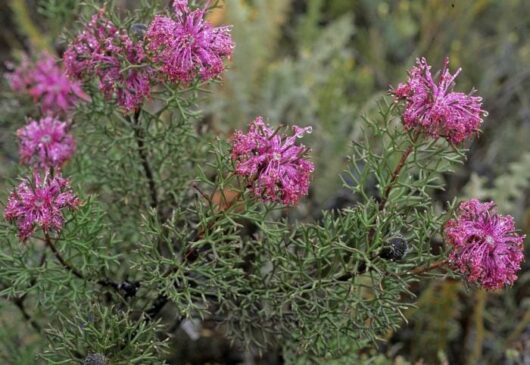 Isopogon "Rose Cone Flower"