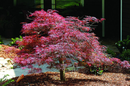 Japanese Maple "Oshu Beni"