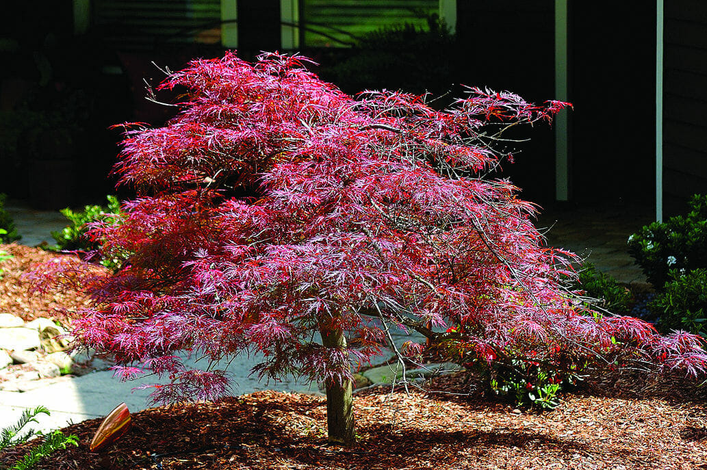 Japanese Maple "Oshu Beni"