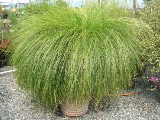 Lomandra "Lime Wave"