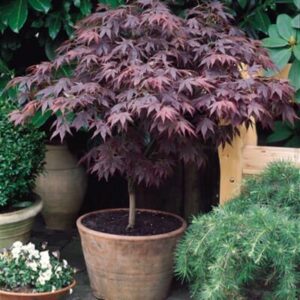 Japanese Maple "Heartbeat"