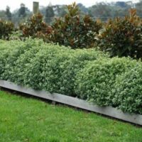 Pittosporum 'Golf Ball' PBR shrubs in 6" pots are neatly arranged along a wooden border, with taller bushes providing a background.