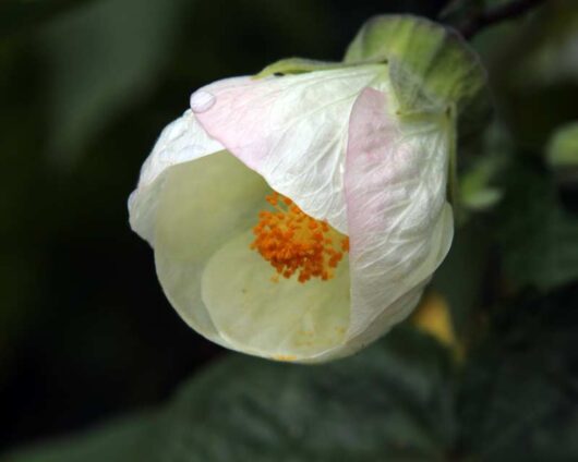 Boule De Neige "Indian Mallow"