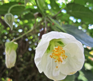 Boule De Neige "Indian Mallow"