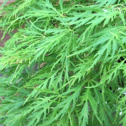 Japanese Maple Weeping "Flavescens"