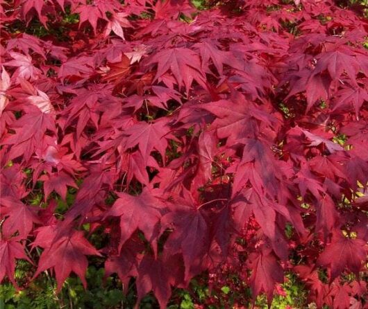 Close-up of vibrant red Acer 'Okagami' Japanese Maple leaves under sunlight.