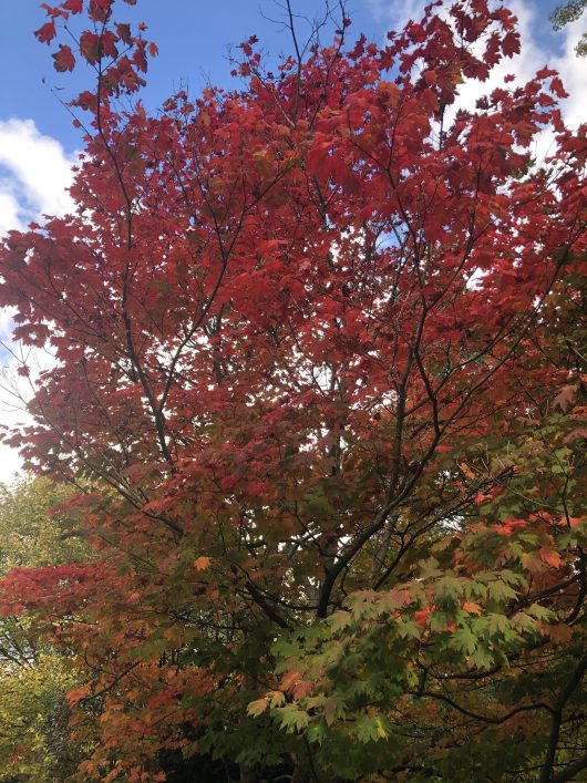 An Acer 'Full Moon' Japanese Maple with its vibrant red and green leaves stands gracefully against a blue sky with scattered clouds.