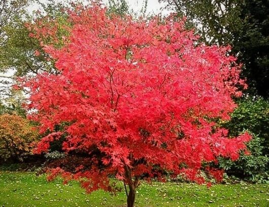 An Acer palmatum 'Japanese Maple' with vibrant red foliage stands in a lush green garden, surrounded by other vegetation.