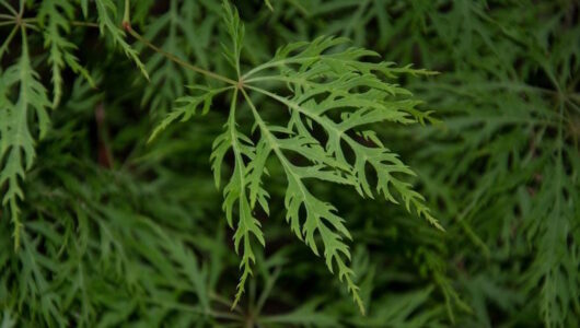 Japanese Maple "Ellen"