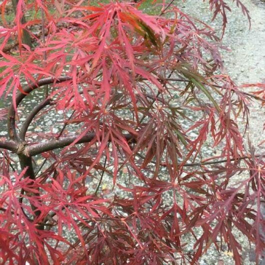 Acer 'Lionheart' Japanese Maple tree with red leaves in a 10" pot.