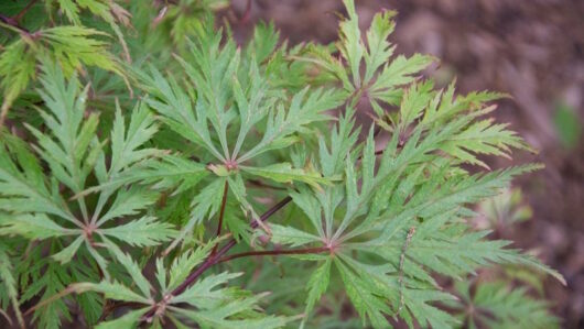 Japanese Maple Weeping "Felice"