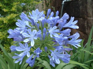 Agapanthus "Star Quality"