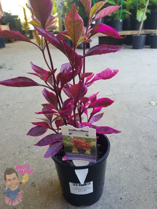 Alternanthera "Brazilian Red Hots"