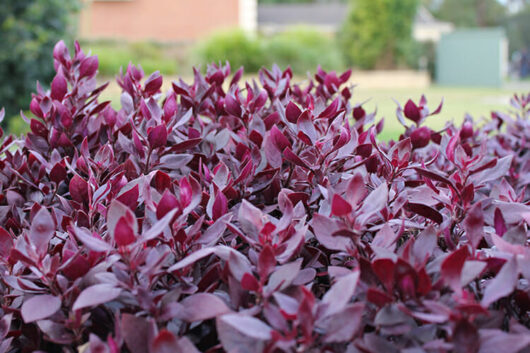Close-up of vibrant red-purple leaves of an Alternanthera 'Little Ruby™' 6" Pot, with a softly blurred background of a lawn and a green shed.