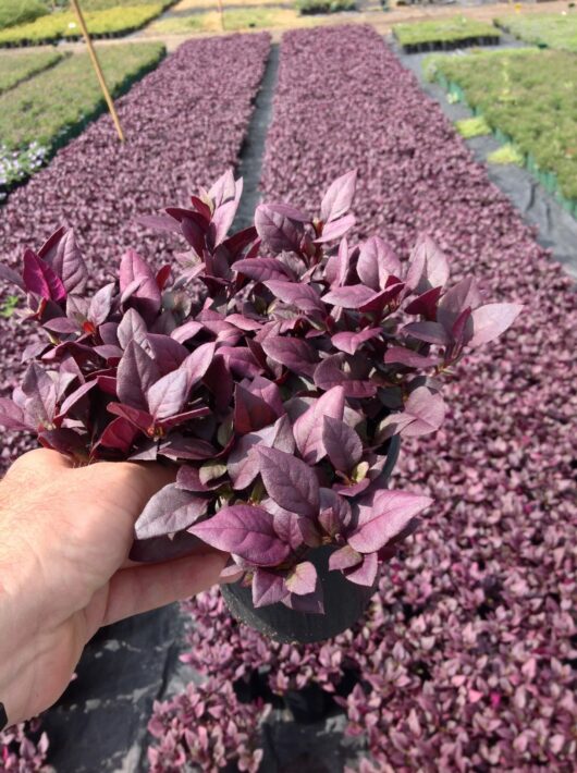 A person holding a Alternanthera 'Little Ruby™' 6" Pot of purple leaves with rows of similar plants in the background in a sunny field.