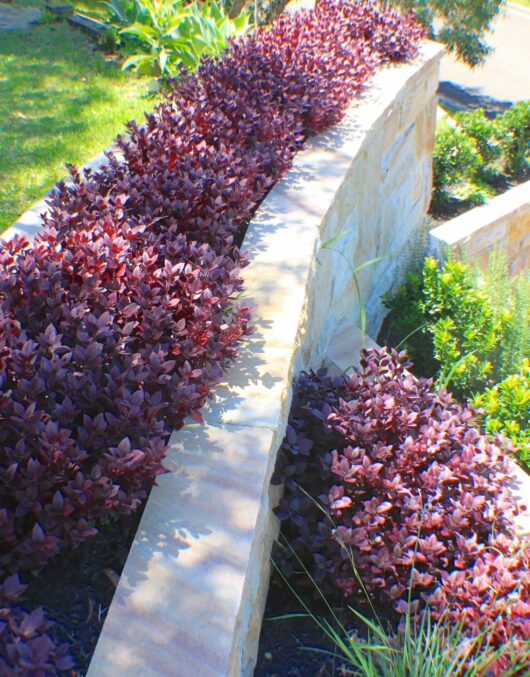 A stone garden wall lined with Alternanthera 'Little Ruby™' 6" Pot plants under bright sunlight, surrounded by lush greenery.