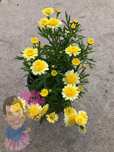Argyranthemum frutescens flower Marguerite Daisy Yellow In Store @ Hello Hello Plants